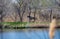 Photo of a black horse galloping along the shore