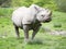 Photo of a Black Rhino walking on grass