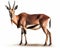 photo of blesbok isolated on white background. Generative AI