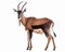 photo of blesbok isolated on white background. Generative AI