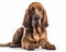 photo of bloodhound isolated on white background. Generative AI