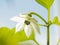 photo of a blooming chili pepper flower. white Bud blooms