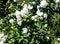 Photo blooming jasmine bush with white flowers