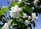 Photo blooming jasmine bush with white flowers