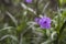 Photo of a blooming morning glory