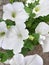 Photo. Blooming petunia. Floral background, spring bloom close-up. Bright flowers on the branch