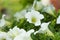 Photo. Blooming petunia. Floral background, spring bloom close-up. Bright flowers on branch