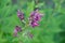 Photo of blooming Phlox flower close-up