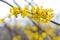 Photo of blooming yellow twig dogwood in garden in spring