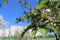 Photo of blossoming Apple garden in Moscow in the spring.