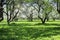 Photo of blossoming Apple garden in Moscow in the spring.