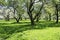 Photo of blossoming Apple garden in Moscow in the spring.