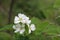 Photo of blossoming tree brunch with white flowers on bokeh green background