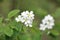 Photo of blossoming tree brunch with white flowers on bokeh green background