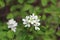 Photo of blossoming tree brunch with white flowers on bokeh green background