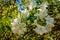 Photo of blossoming tree brunch with white flowers on bokeh green background