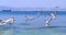 Photo of a blue sea with flocks of white gulls