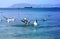 Photo of a blue sea with flocks of white gulls