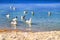 Photo of a blue sea with flocks of white gulls