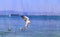 Photo of a blue sea with flocks of white gulls