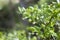 A photo of blueberry, Vaccinium uliginosum, flowers in the spring forest. Sunny day and wild green young blooming bilberries in ea