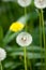 The photo is blurred Summer landscape with flowers. Seeds of dan