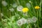 The photo is blurred Summer landscape with flowers. Seeds of dan