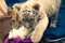 Photo of a blurred tiger cub and lion cub on which the focus of the photo is that play with a toy