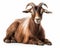 photo of Boer South African breed of goat isolated on white background. Generative AI