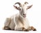 photo of Boer South African breed of goat isolated on white background. Generative AI