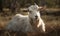 photo of Boer South African breed of goat lying on savannah during sunset. Generative AI
