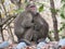 Photo of  Bonnet Macaque from Arnala forest in western ghats