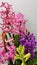 photo of a bouquet on a white background of mz multicolored hyacinths
