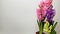 photo of a bouquet on a white background of mz multicolored hyacinths