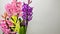 photo of a bouquet on a white background of mz multicolored hyacinths