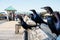photo of Brewers black birds sitting on wooden pier