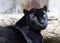 Photo bright black portrait of a panther