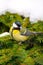 Photo of a bright little yellow tit sitting on a branch of tree in winter