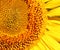 Photo of a bright macro sunflower