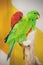 Photo of Bright Parrot