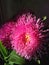 Photo of bright pink asters. Autumn flowers.