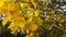 Photo bright yellow flowers cassia.1