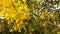 Photo bright yellow flowers cassia.2