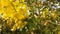Photo bright yellow flowers cassia