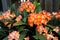 Photo of brightly orange tropical flowers in a pot