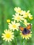 Photo of brown butterfly on yellow flowers in spring over green