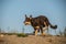 Photo of brown kelpie who is running in desert.