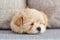 Photo of a brown maltipoo puppy sleeping close-up