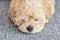 Photo of a brown maltipoo puppy sleeping close-up