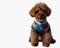 The photo of brown poodle wearing Korean style dress for dog.